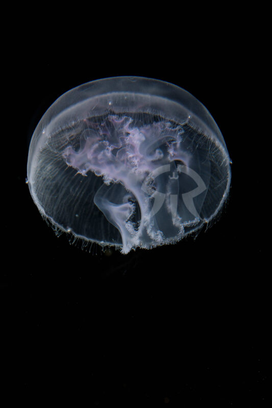 ソリダ