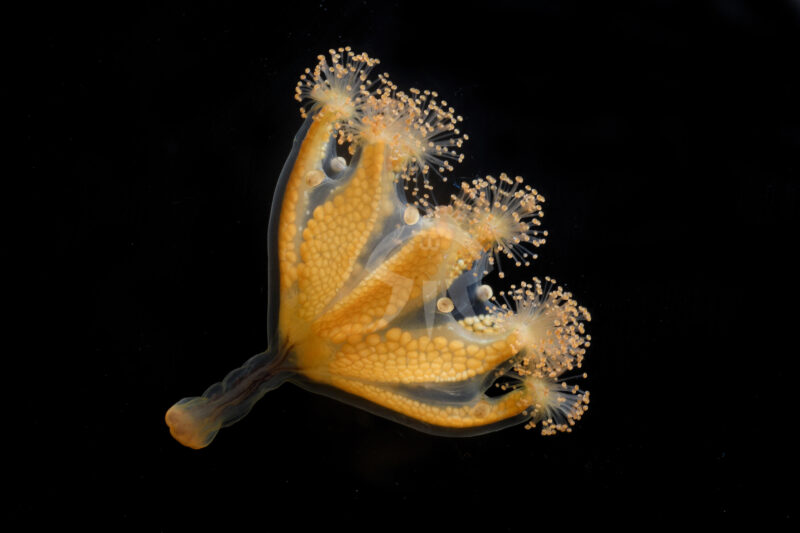 ヒガサクラゲ