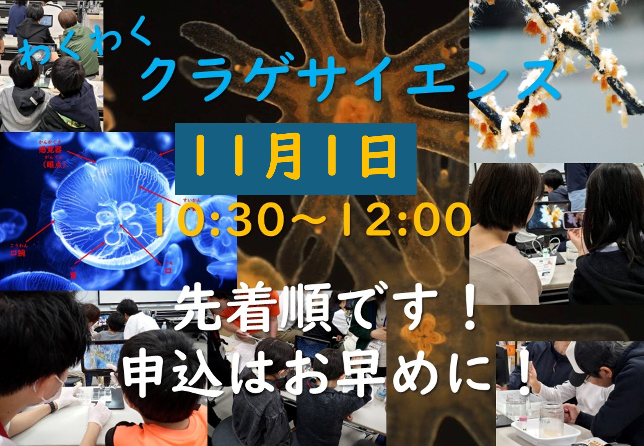 【募集中‼】11/1(日)開催わくわくクラゲサイエンス